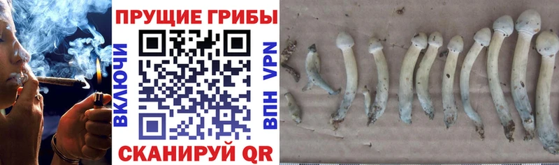 мориарти наркотические препараты  Ардатов  Галлюциногенные грибы MAGIC MUSHROOMS  дарнет шоп 